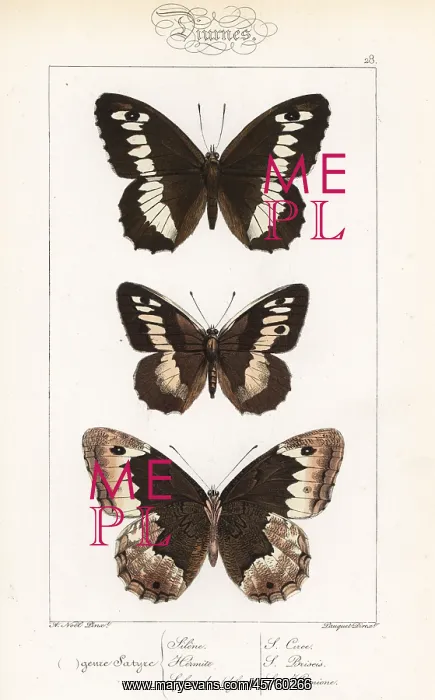 : Great banded grayling, hermit and eastern : Great banded grayling, hermit and eastern