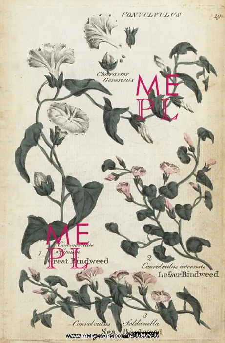 : Great bindweed, sea bindweed and lesser bindweed : Great bindweed, sea bindweed and lesser bindweed