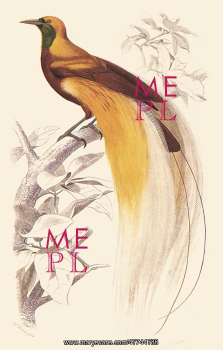 : Great Bird of Paradise