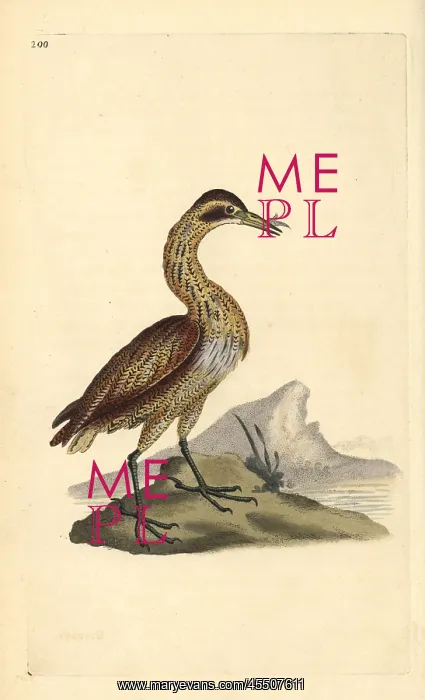  : Great bittern, Botaurus stellaris
