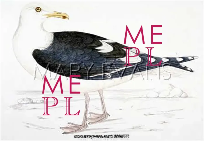  : GREAT BLACK-BACKED GULL