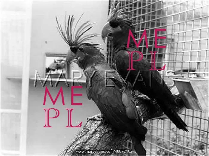  : Great Black Cockatoos