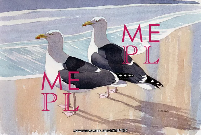 : Great Black Headed Gulls : Great Black Headed Gulls