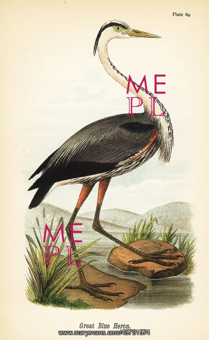: Great blue heron, Ardea herodias : Great blue heron, Ardea herodias