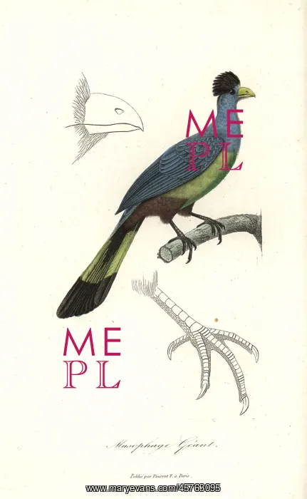 : Great blue turaco, Corythaeola cristata : Great blue turaco, Corythaeola cristata