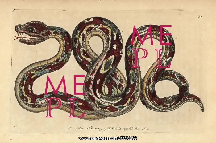 : Great boa, Boa constrictor : Great boa, Boa constrictor