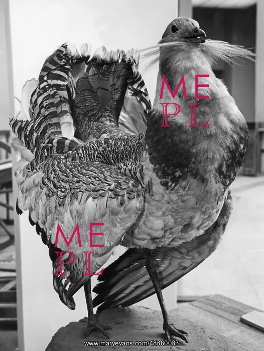 : Great bustard, 1937 : Great bustard, 1937