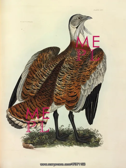 : Great Bustard : Great Bustard