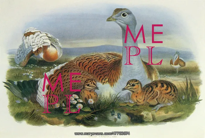  : The Great Bustard