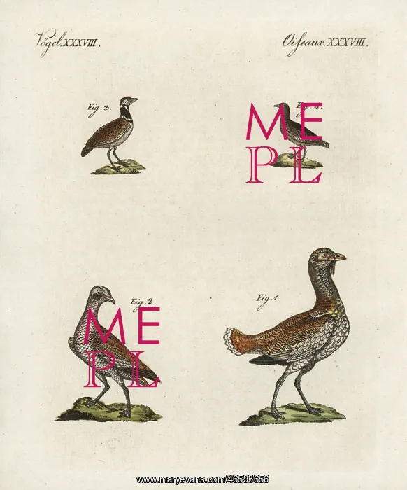 : Great bustard and little bustard : Great bustard and little bustard