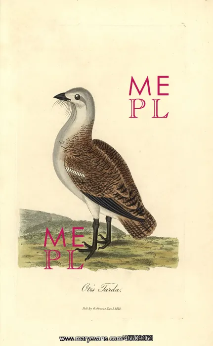 : Great bustard, Otis tarda : Great bustard, Otis tarda