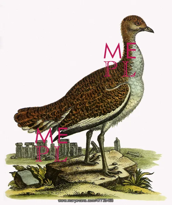  : Great Bustard, Otis tarda