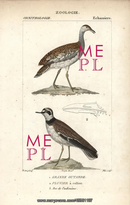 : Great bustard, Otis tarda (vulnerable), and : Great bustard, Otis tarda (vulnerable), and