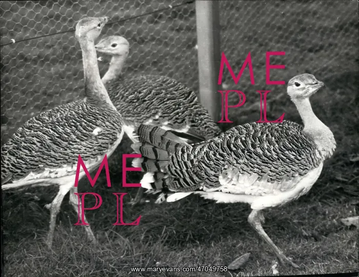 : Great Bustard reintroduced to UK : Great Bustard reintroduced to UK