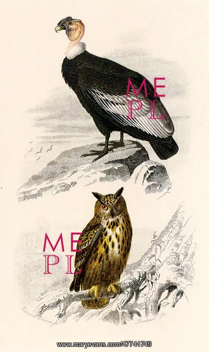  : A Great Condor and an Eagle Owl