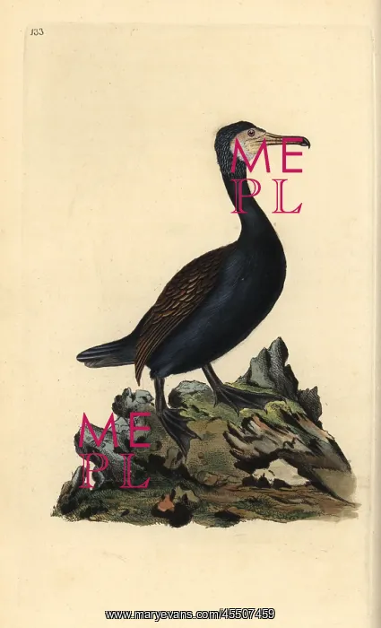 : Great cormorant, Phalacrocorax carbo : Great cormorant, Phalacrocorax carbo