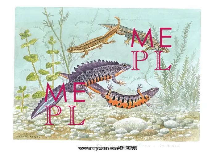 : Great Crested and Common or Smooth Newts : Great Crested and Common or Smooth Newts
