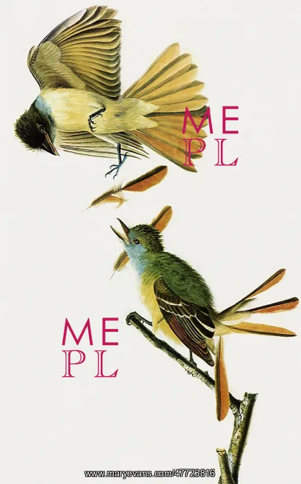 : Great Crested Flycatcher, Myiarchus crinitus : Great Crested Flycatcher, Myiarchus crinitus