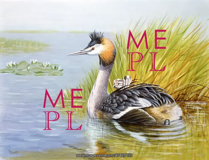  : Great Crested Grebe