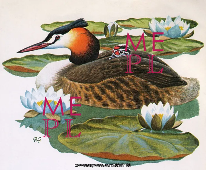 : Great Crested Grebe : Great Crested Grebe