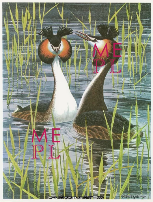 : Great Crested Grebe : Great Crested Grebe
