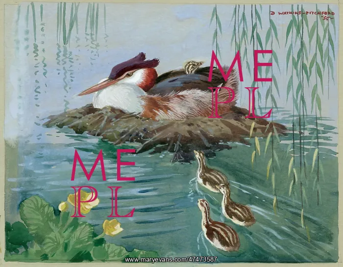  : Great Crested Grebe and family