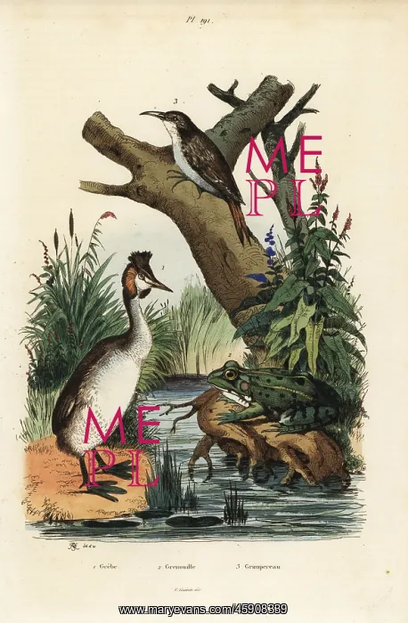 : Great crested grebe, green frog and treecreeper : Great crested grebe, green frog and treecreeper
