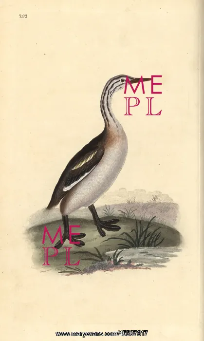 : Great crested grebe, Podiceps cristatus : Great crested grebe, Podiceps cristatus