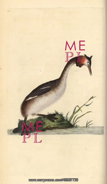 : Great crested grebe, Podiceps cristatus : Great crested grebe, Podiceps cristatus