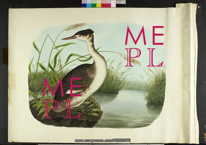 : The great crested grebe, in winter plumage Podiceps cristatu : The great crested grebe, in winter plumage Podiceps cristatu
