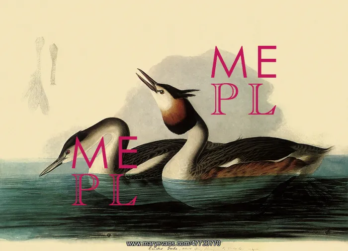  : Great Crested Grebes