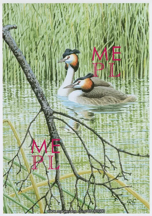  : Great Crested Grebes