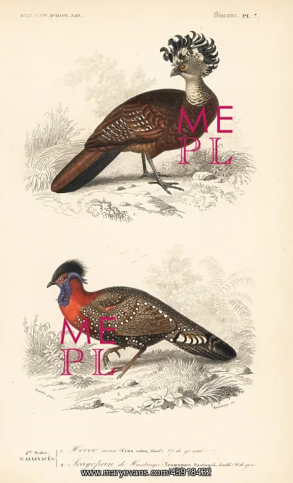 : Great curassow (vulnerable) and western tragopan : Great curassow (vulnerable) and western tragopan