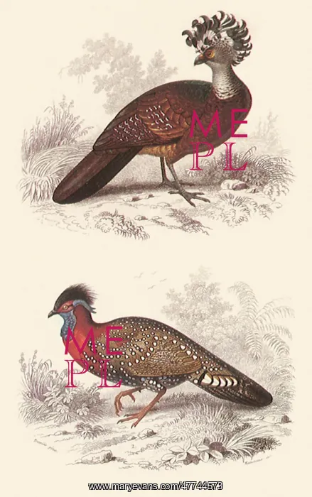 : A Great Curassow and Western Tragopan