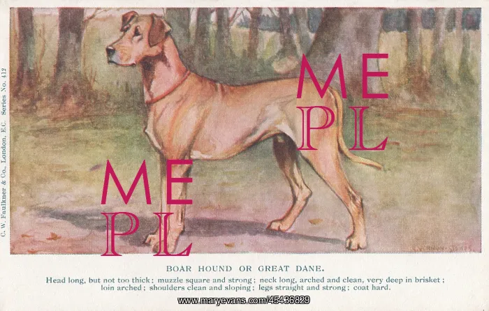 : Great Dane : Great Dane