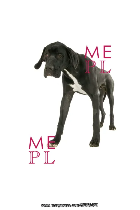 : Great Dane : Great Dane