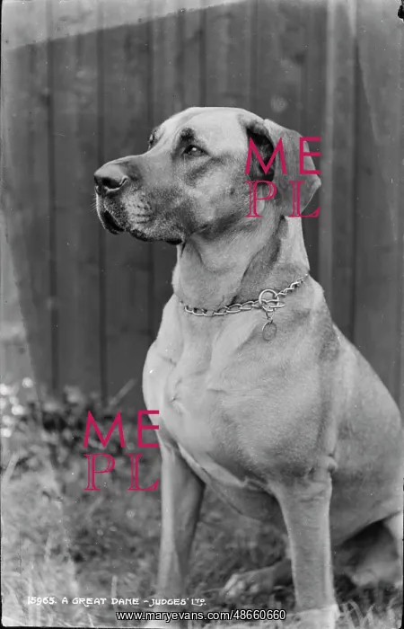 : A Great Dane : A Great Dane