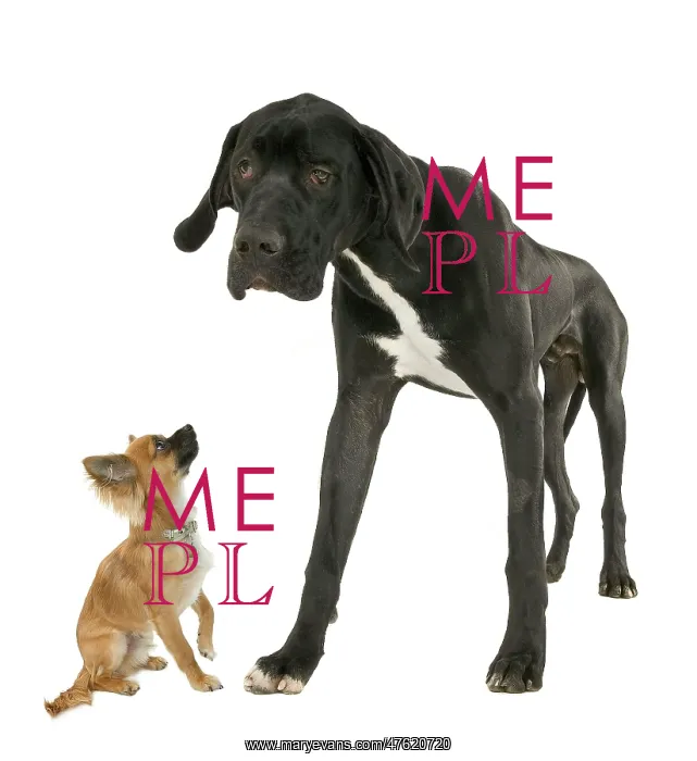 : Great Dane with Chihuahua : Great Dane with Chihuahua