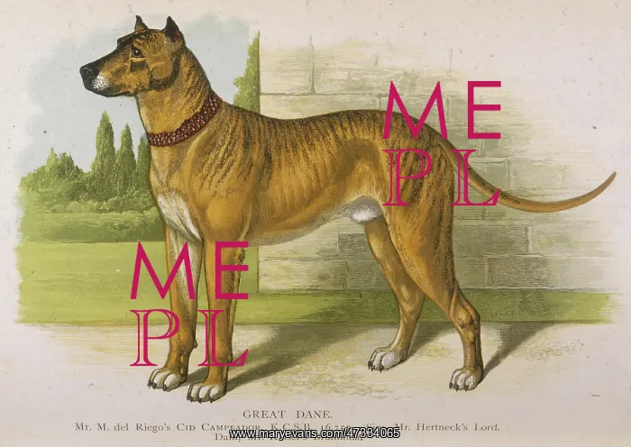  : GREAT DANE (DALZIEL)