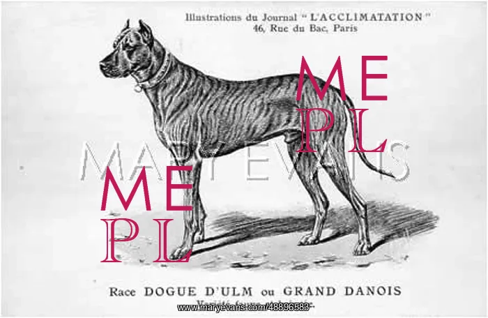 : Great Dane Dog : Great Dane Dog