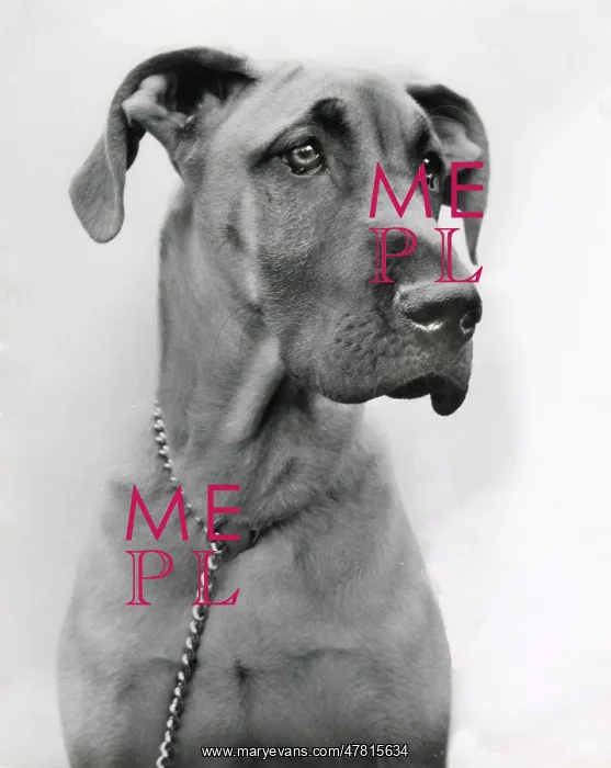  : Great Dane dog with chain collar