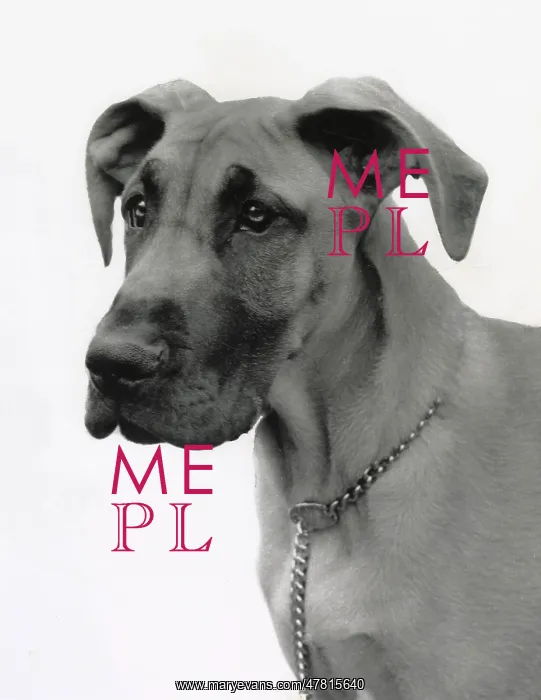  : Great Dane dog with chain collar