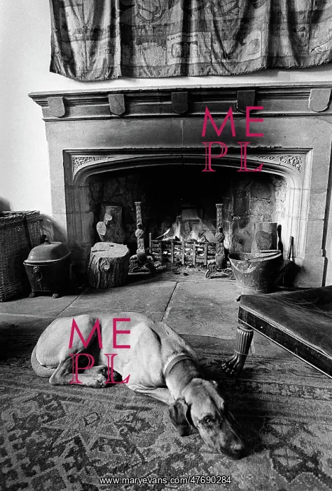: A great dane dog in front of a log fire at Plas Teg : A great dane dog in front of a log fire at Plas Teg