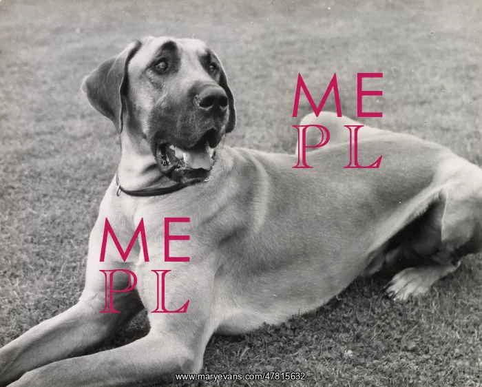  : Great Dane dog lying on grass