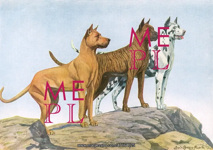 : THREE GREAT DANE DOGS : THREE GREAT DANE DOGS