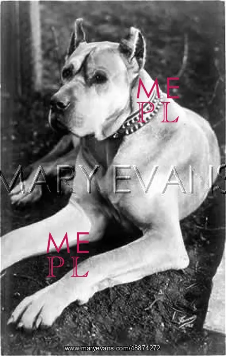 : GREAT DANE EAR CROP : GREAT DANE EAR CROP