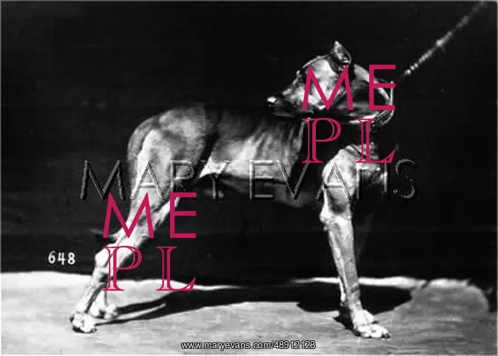  : GREAT DANE GERMAN SHOW