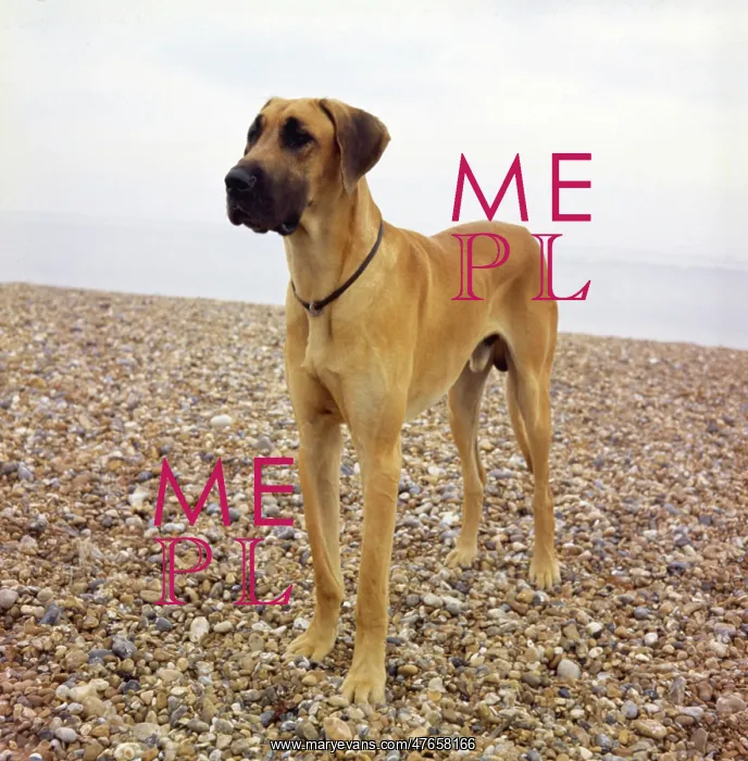 : Great Dane on a pebbly beach : Great Dane on a pebbly beach