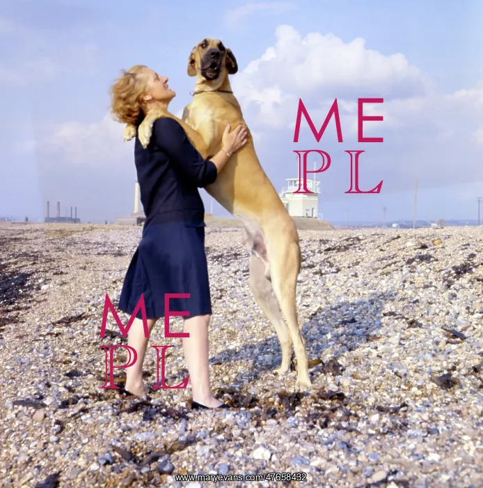 : Great Dane and woman on a pebbly beach : Great Dane and woman on a pebbly beach