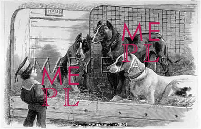 : GREAT DANES AND BOY : GREAT DANES AND BOY